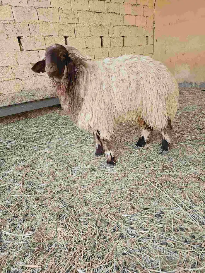للبيع خروف نعيم بلدي جذع 5