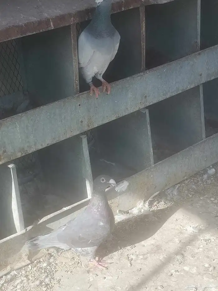 جوز شماسي هندي و جوز هومر 8