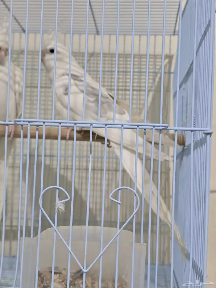 جوز كروان شباب الأنثى البينو صافي والذكر هاف بايد 1