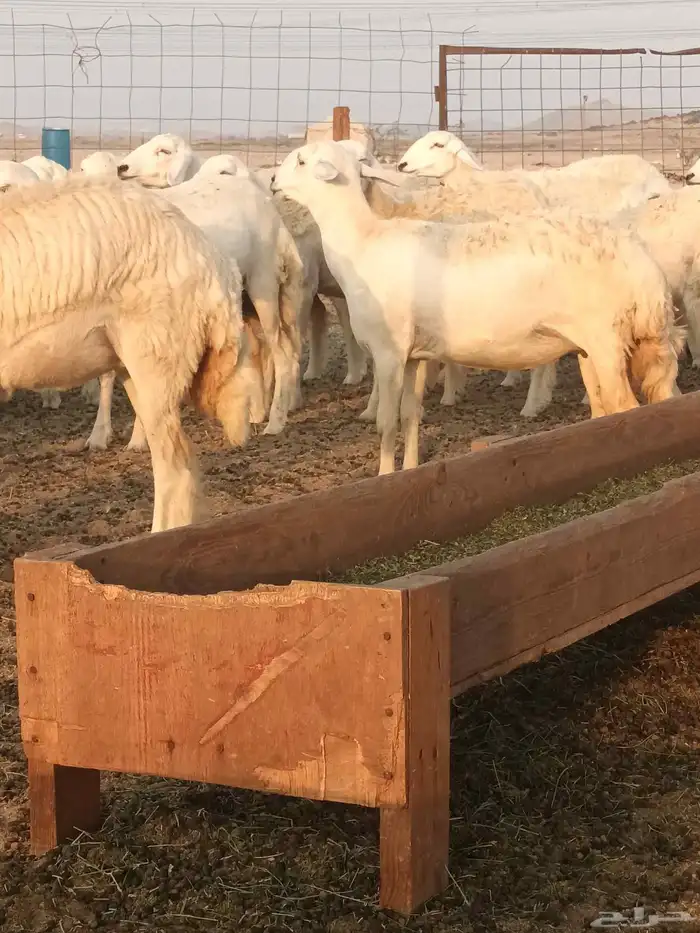 رخال حريات جاهزه للضراب 2