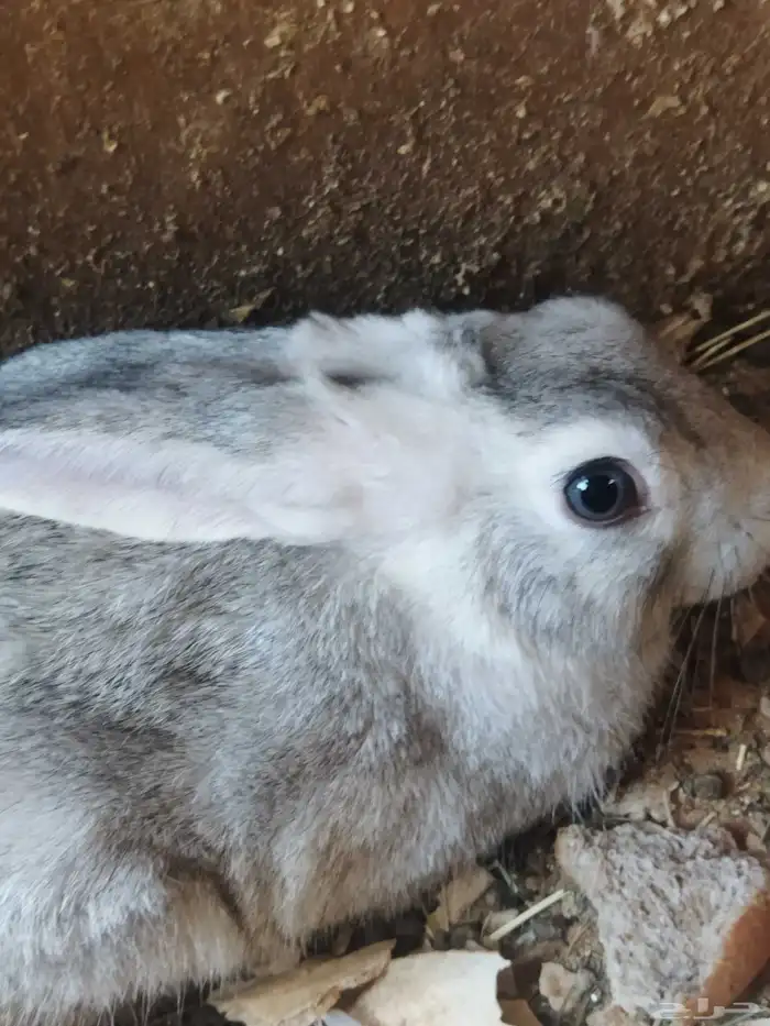 للبيع ارنب ذكر 1