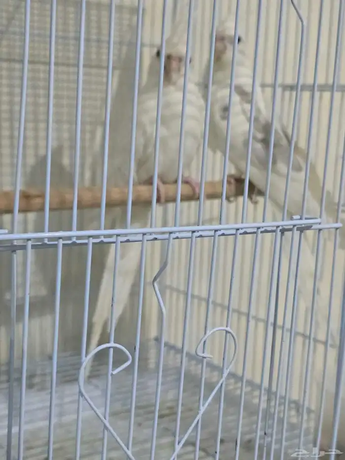 جوز كروان شباب الأنثى البينو صافي والذكر هاف بايد 3