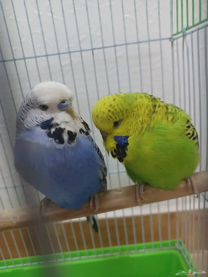 جوز بادجي انقليزي منتج الذكر لقح الانثى الصحة شرط 0