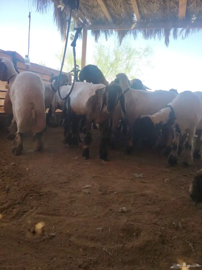 حلااق غنم مكينه الرياض الخرج المزاحمية 1