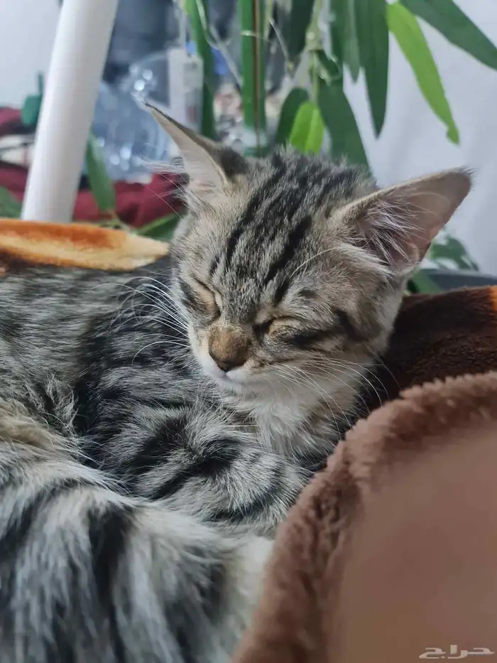 قطة للتبني مهجنه شيرازي 1