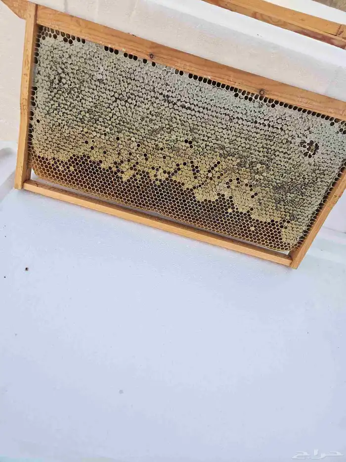 عسل زهرة الطلح 7