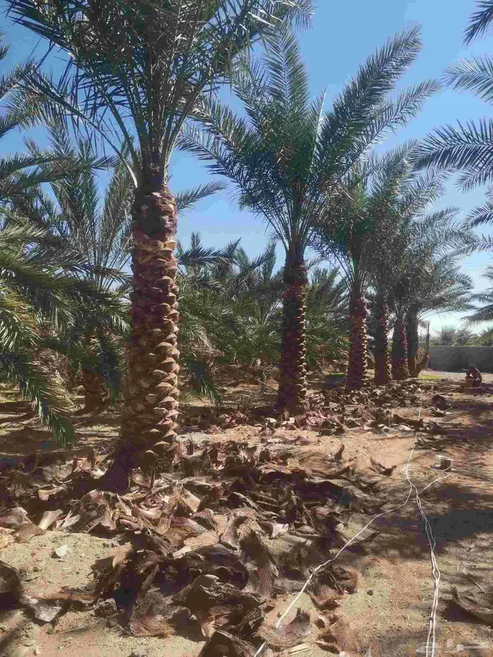 مقول نخل وشبوك 4