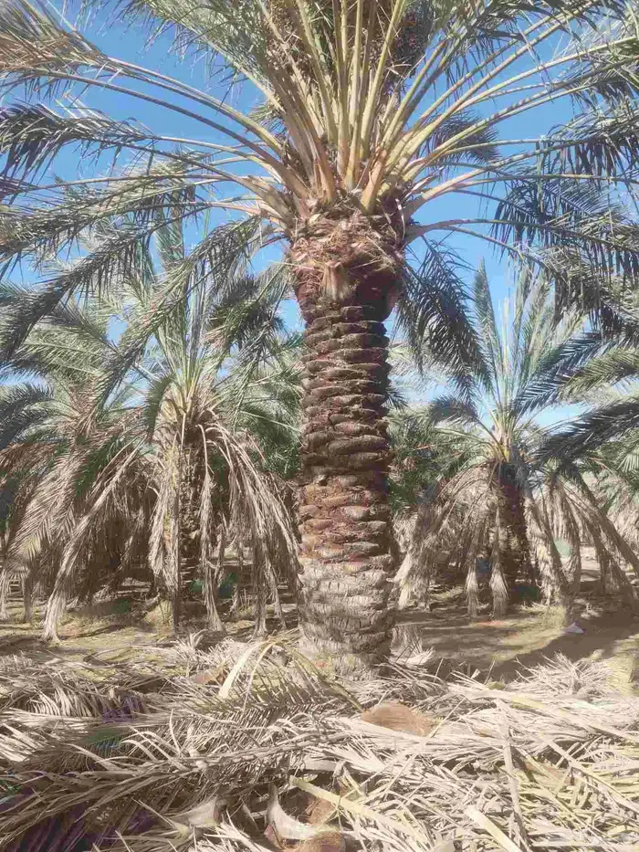 مقول نخل وشبوك 2