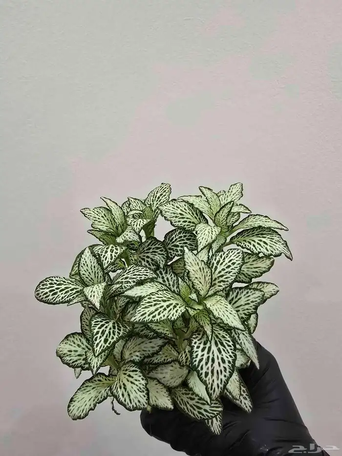 نبات الفيتونيا 1