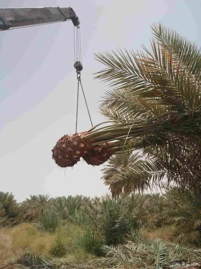 نخل للبيع مثمر خلاص سكري شيشي هلالي مجدول صقعي غر صفري برحي 4
