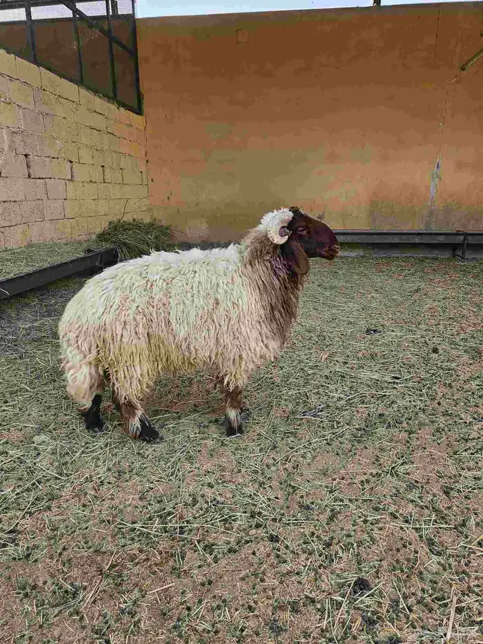 للبيع خروف نعيم بلدي جذع 3
