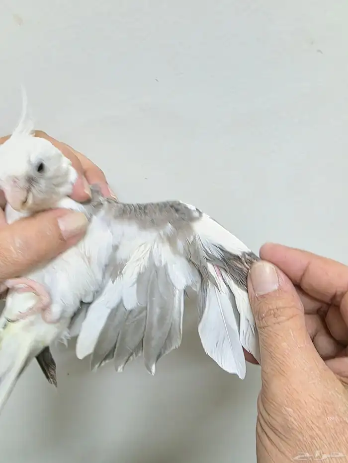 كروان اليف 7