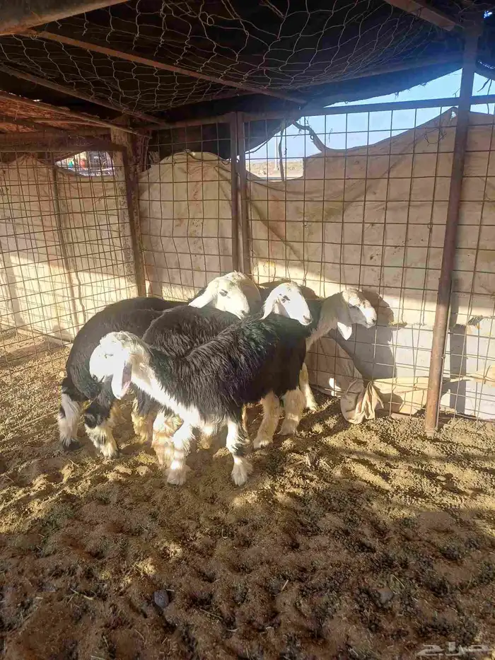 طليان للبيع 0