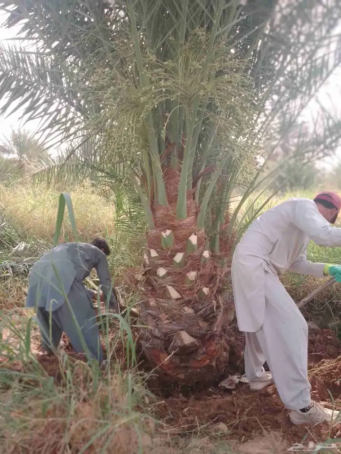 نخل للبيع مثمر خلاص سكري شيشي هلالي مجدول صقعي غر صفري برحي 6