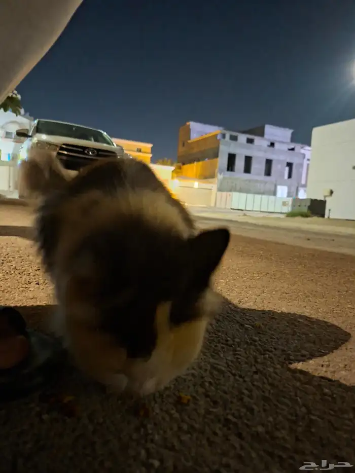 قطة للتبني 1