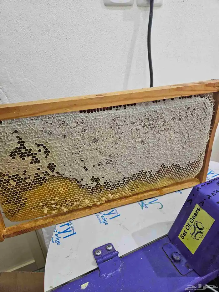 عسل زهرة الطلح 5