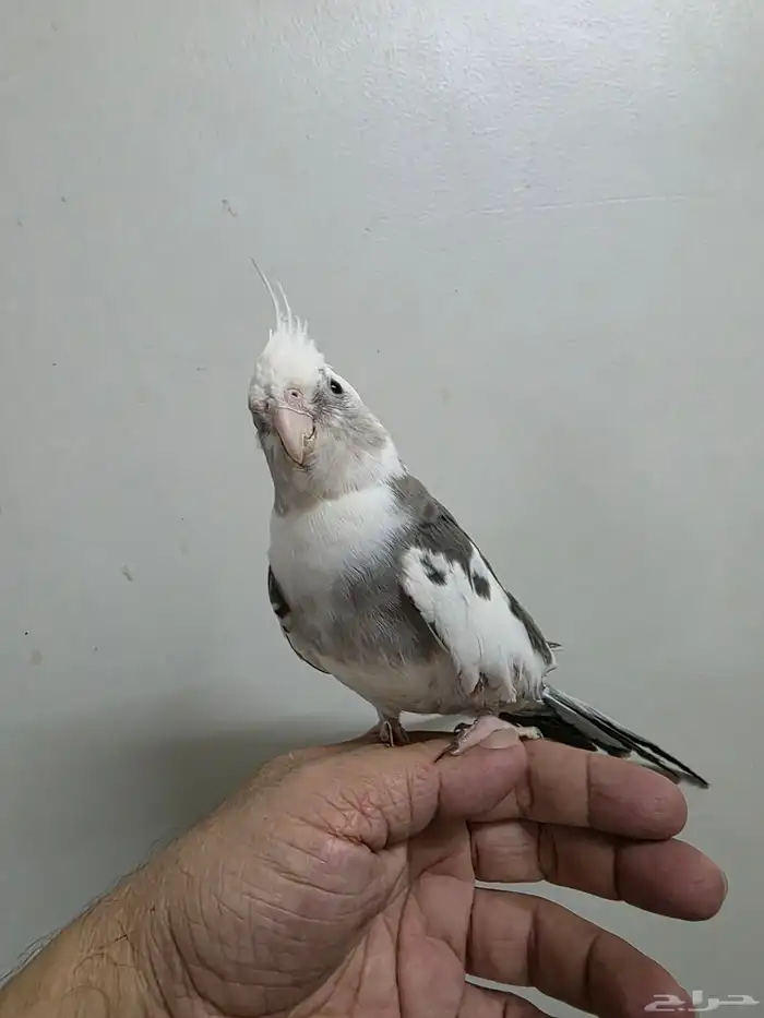 كروان اليف 4