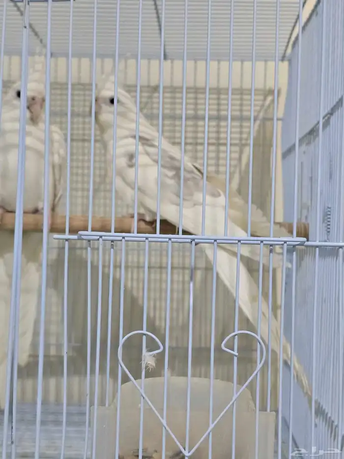 جوز كروان شباب الأنثى البينو صافي والذكر هاف بايد 0