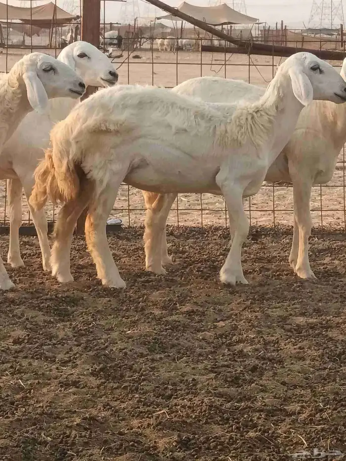 رخال حريات جاهزه للضراب 8