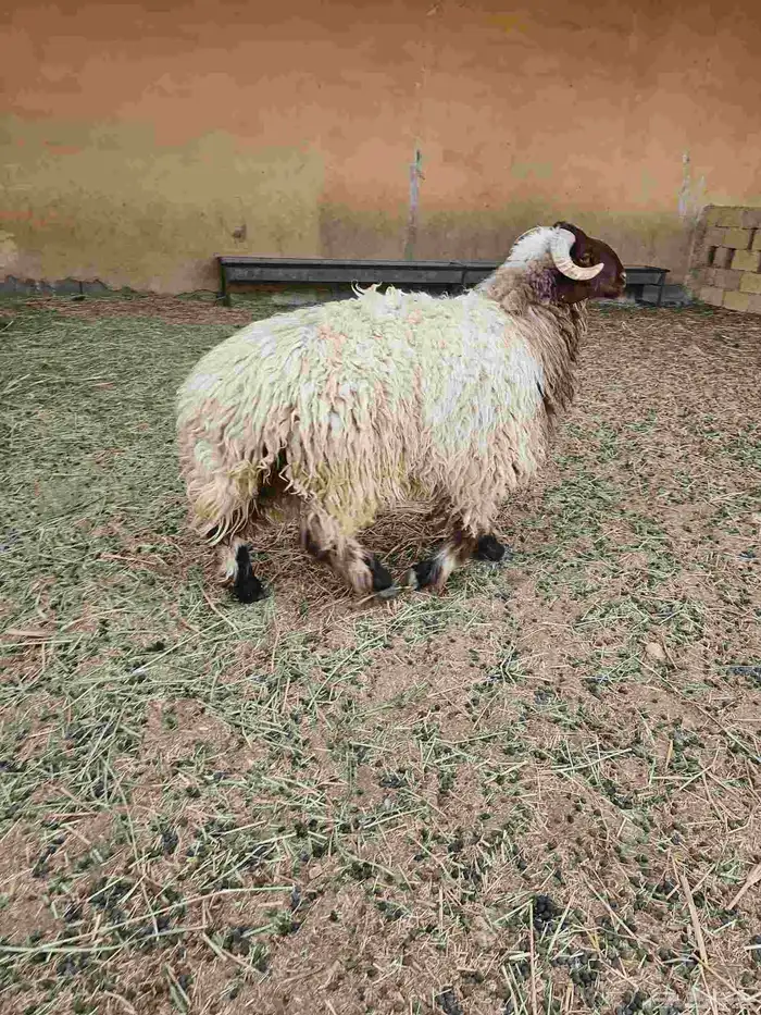 للبيع خروف نعيم بلدي جذع 1