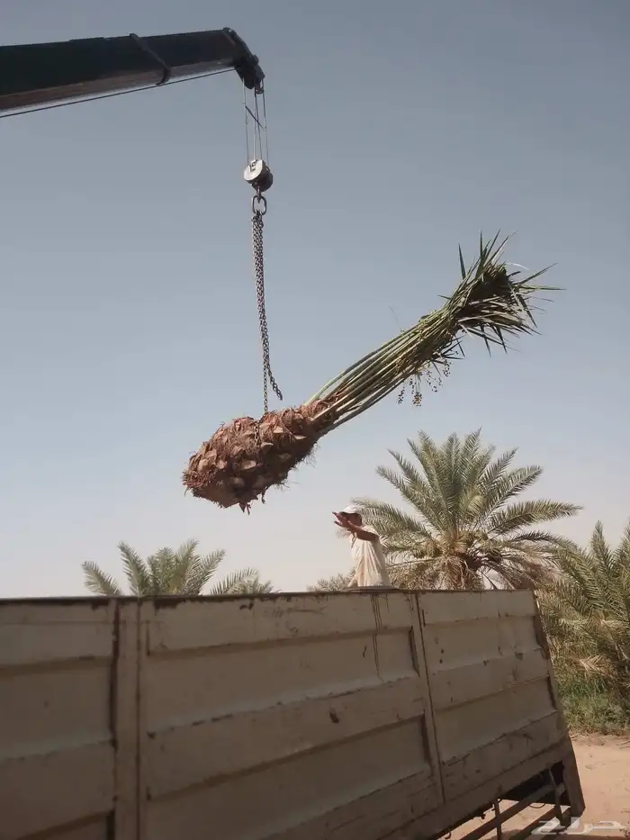 نخل للبيع مثمر خلاص سكري شيشي هلالي مجدول صقعي غر صفري برحي 3