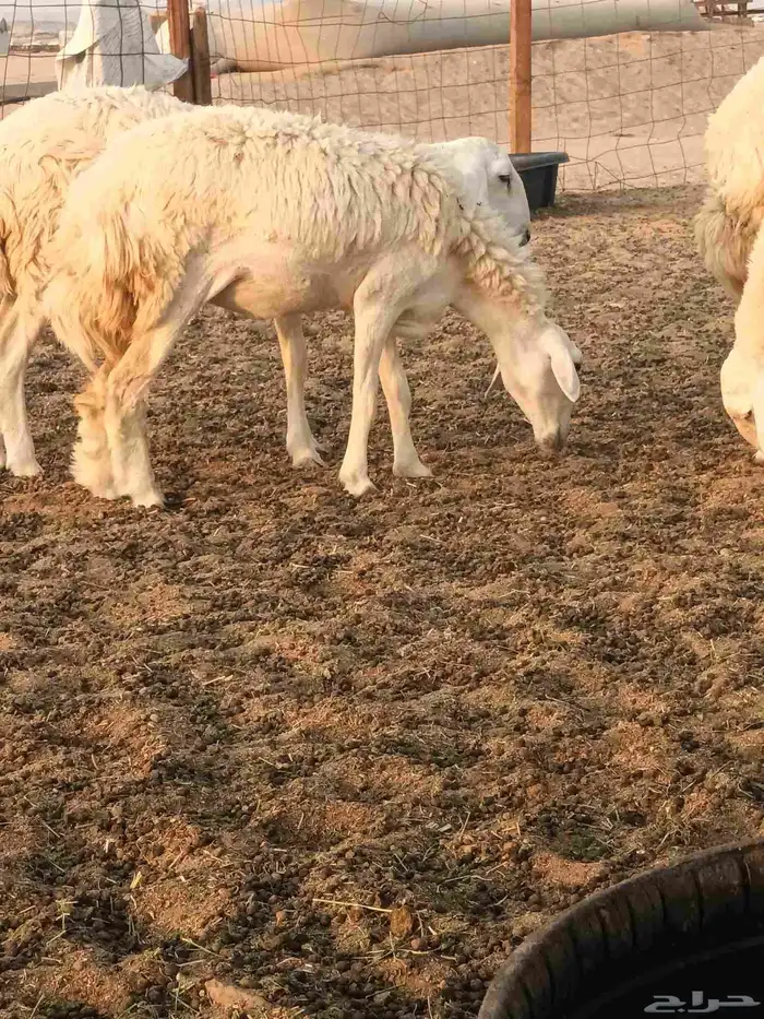 رخال حريات جاهزه للضراب 0