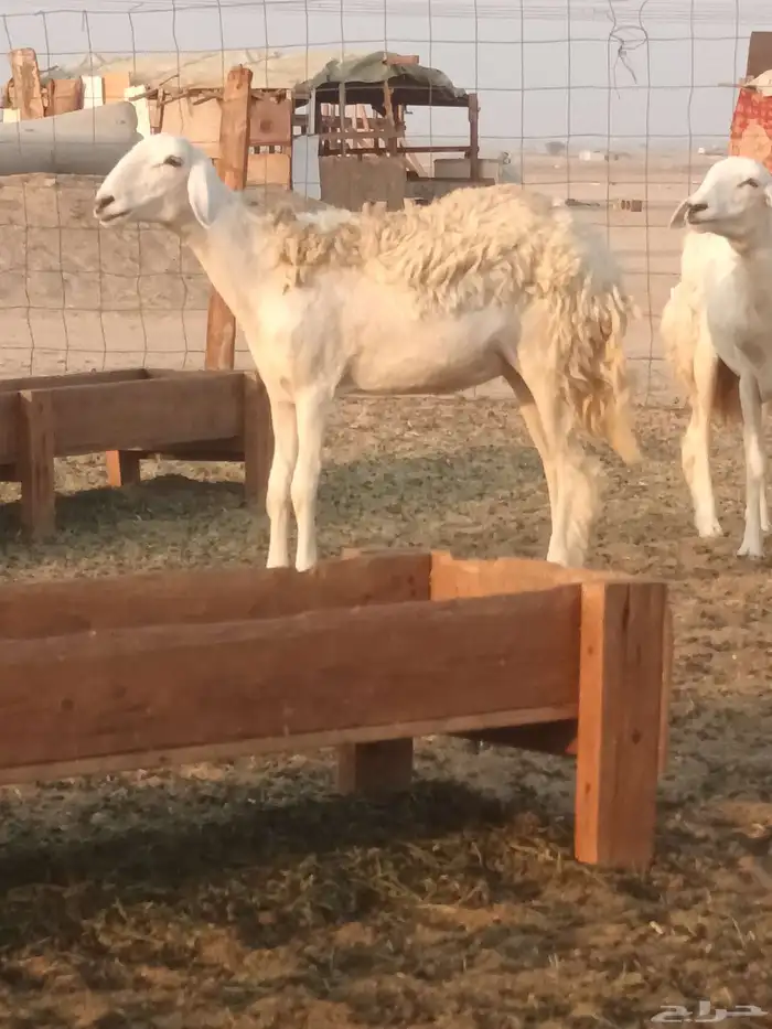 رخال حريات جاهزه للضراب 5