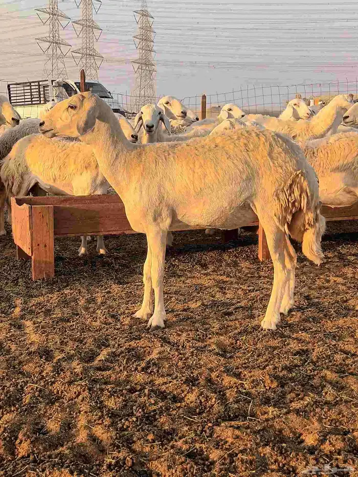 رخال حريات جاهزه للضراب 6