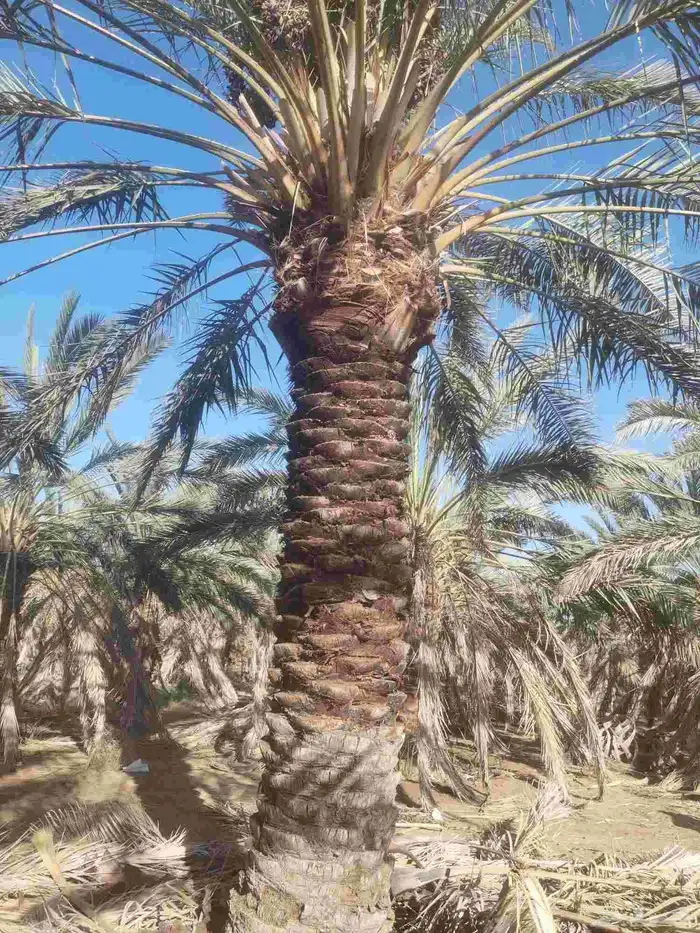 مقول نخل وشبوك 1