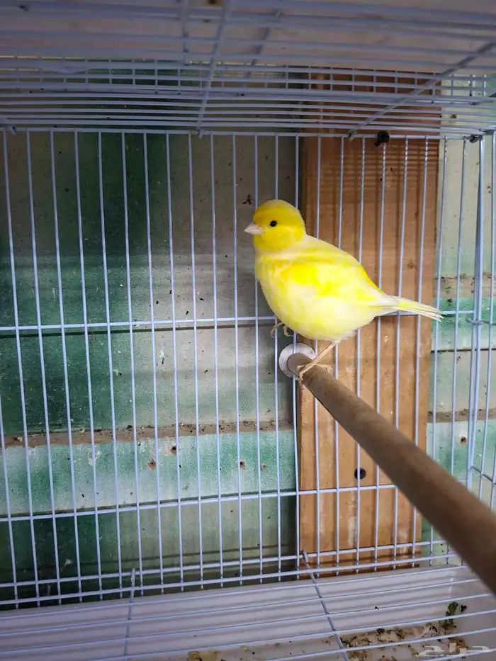 ذكر كناري الماني شرط تغريد( تم البيع ) 1