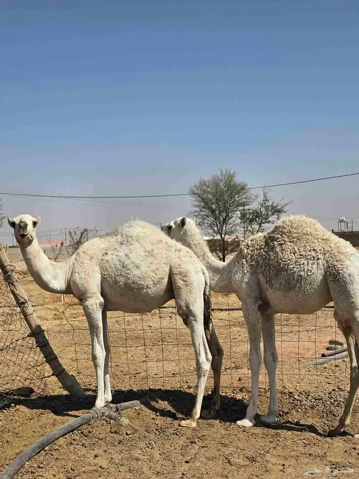 قعدان 8 شهور 3
