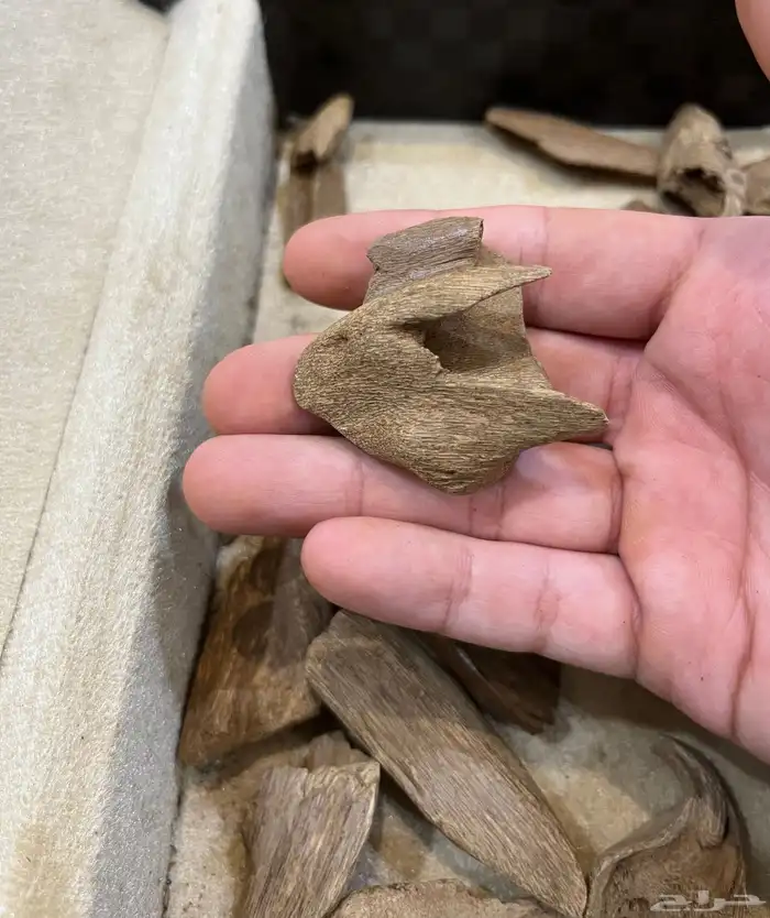 عود مروكي طبيعي دبل 2