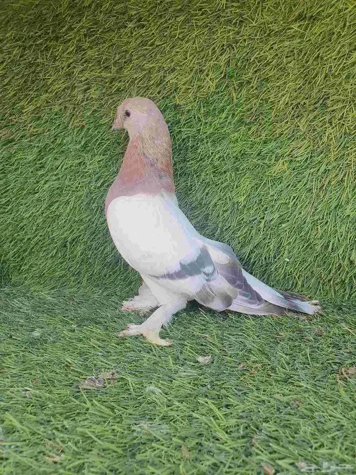 اورفلي وردي كرست 0