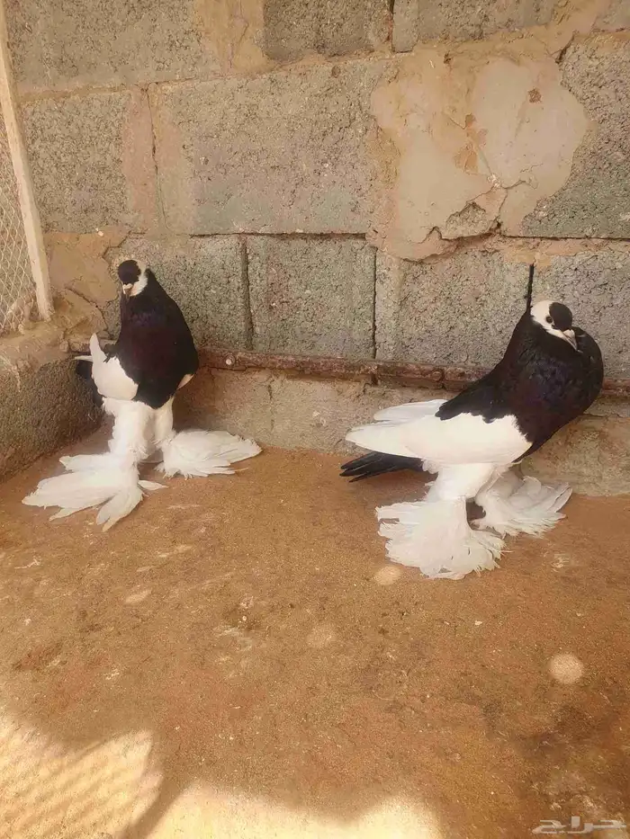 للبيع جوز نفاخ مسوبع 1