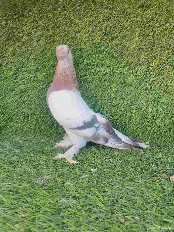 اورفلي وردي كرست 1