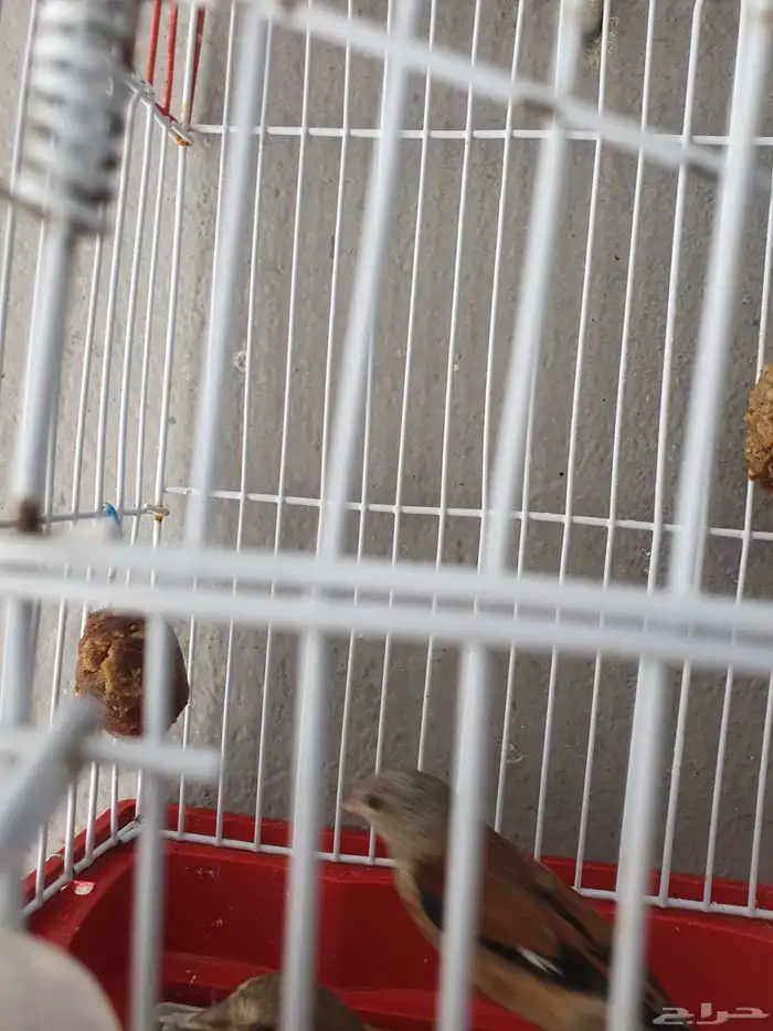 مجموعه طيور وكناري للبيع 4