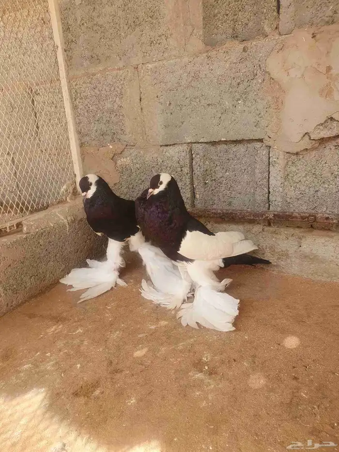 للبيع جوز نفاخ مسوبع 4