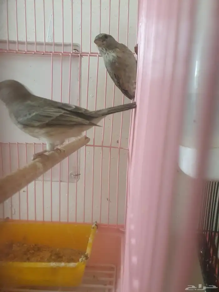 مجموعه طيور وكناري للبيع 8