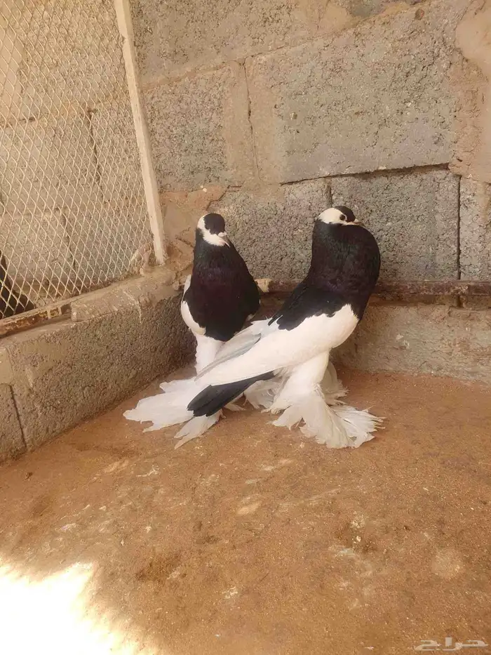 للبيع جوز نفاخ مسوبع 0