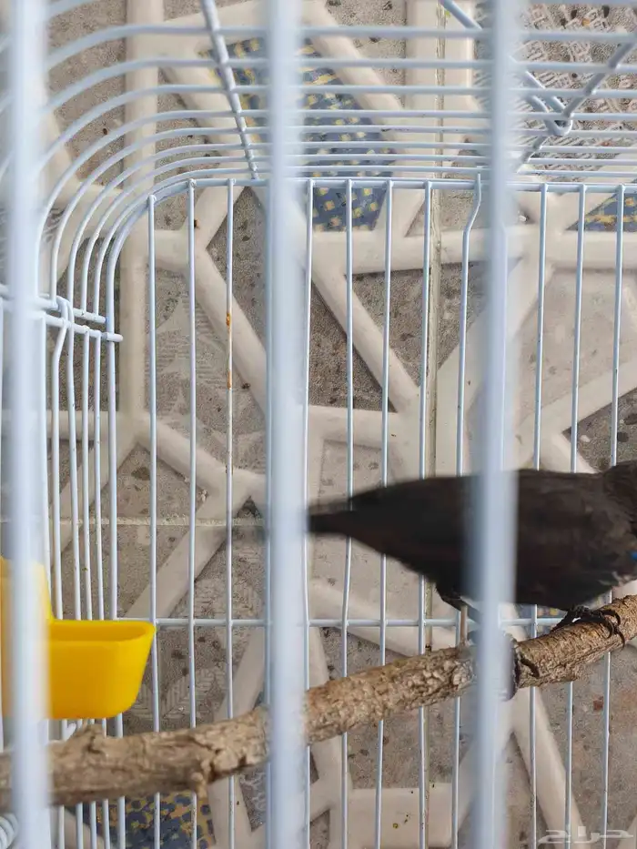 مجموعه طيور وكناري للبيع 2