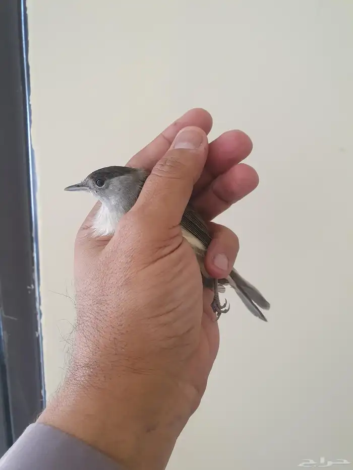 مجموعه طيور وكناري للبيع 5