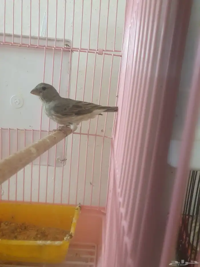 مجموعه طيور وكناري للبيع 7