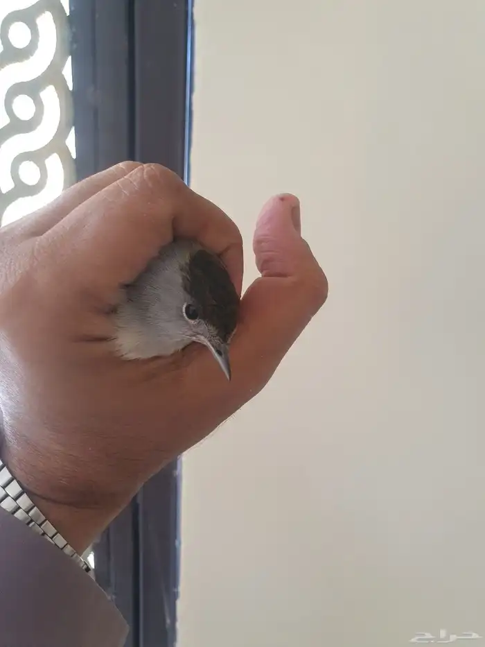 مجموعه طيور وكناري للبيع 6