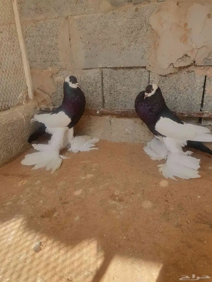 للبيع جوز نفاخ مسوبع 2