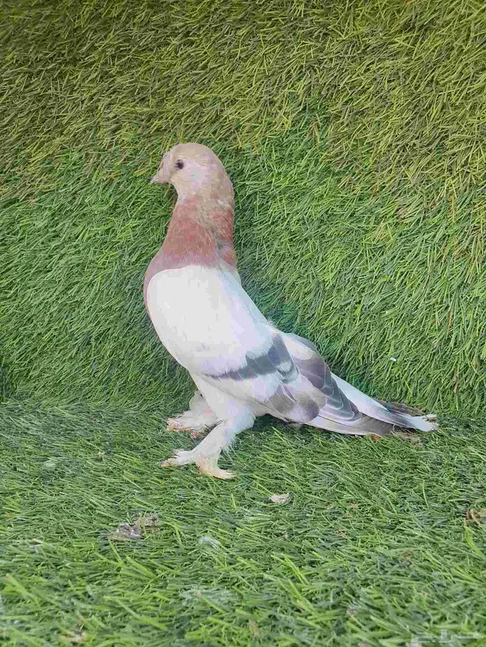 اورفلي وردي كرست 2