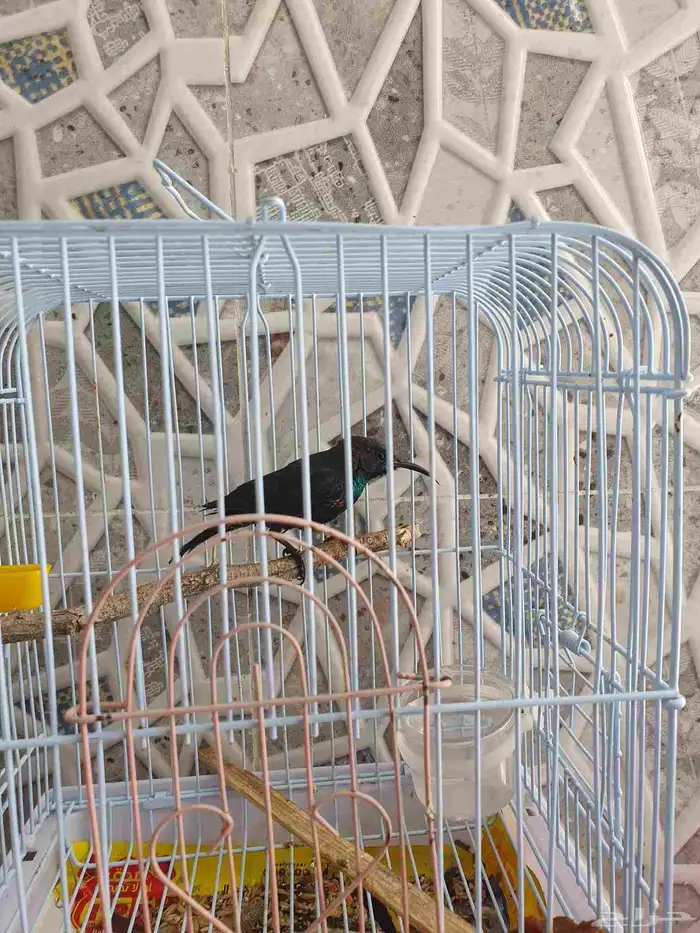 مجموعه طيور وكناري للبيع 1