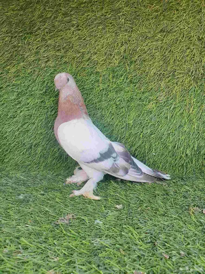 اورفلي وردي كرست 3