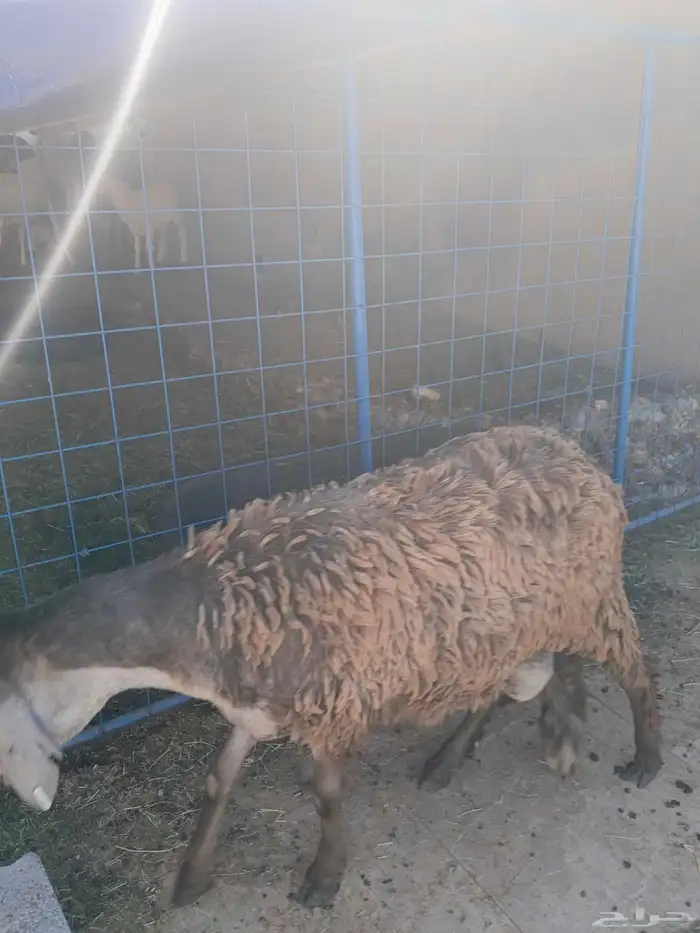 خروف سواكني جذع 6