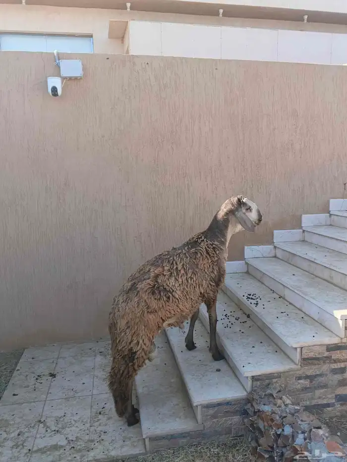 خروف سواكني جذع 2