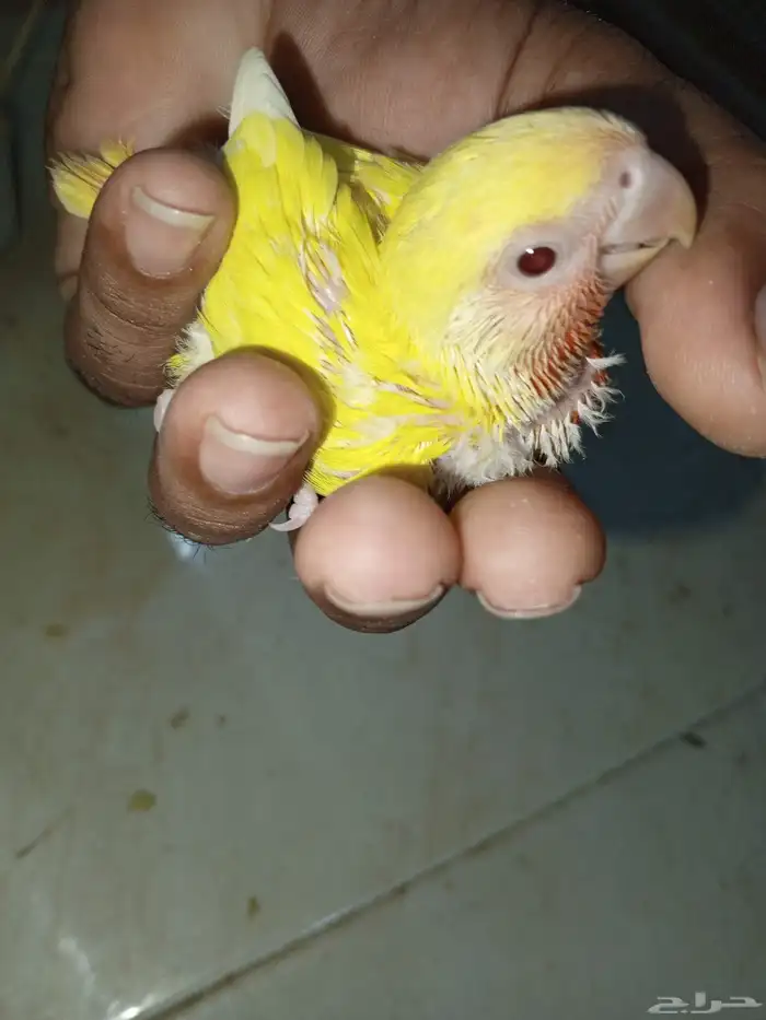 للبيع فروخ كروان وفروخ روز 1